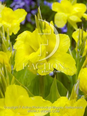 botanic stock photo Canna