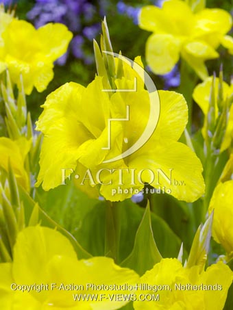 botanic stock photo Canna