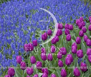 botanic stock photo Muscari