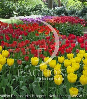 botanic stock photo Tulipa