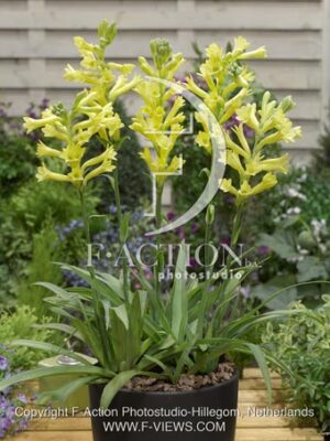 botanic stock photo Polianthes