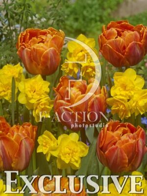 botanic stock photo Tulipa