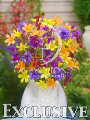 botanic stock photo Summer