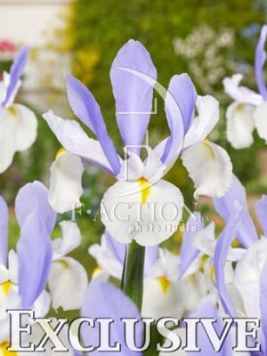 botanic stock photo Iris