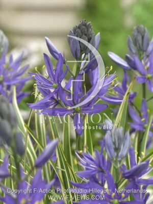 botanic stock photo Camassia
