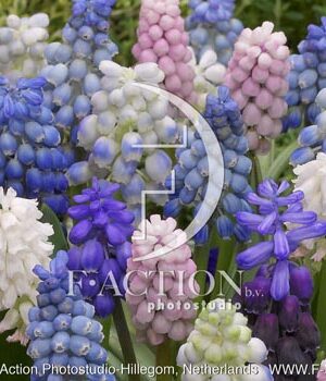 botanic stock photo Muscari