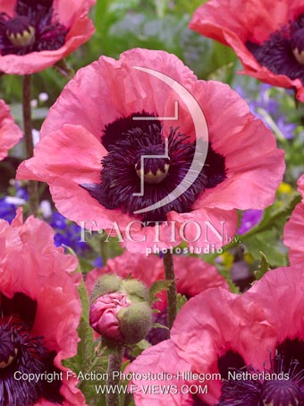botanic stock photo Papaver