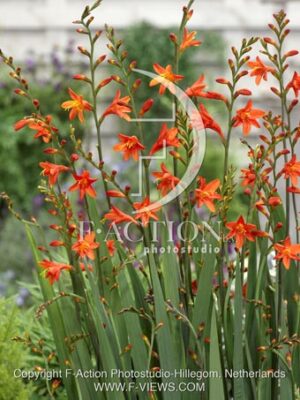 botanic stock photo Crocosmia