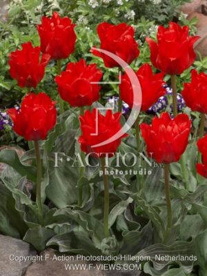 botanic stock photo Tulipa
