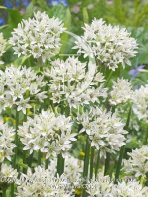 botanic stock photo Allium