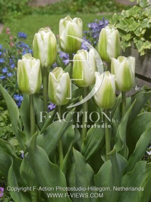 botanic stock photo Tulipa