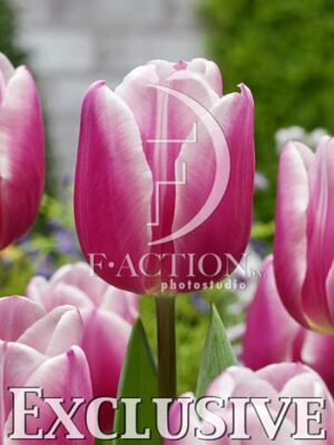 botanic stock photo Tulipa