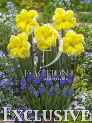 botanic stock photo Spring