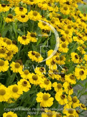 botanic stock photo Helenium