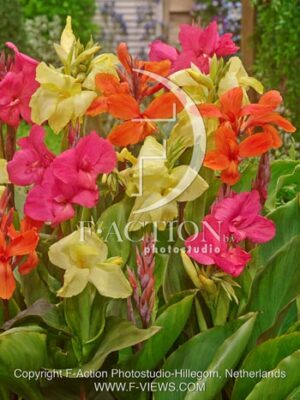 botanic stock photo Canna