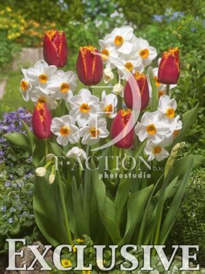 botanic stock photo Spring
