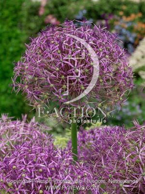 botanic stock photo Allium