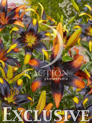 botanic stock photo Lilium