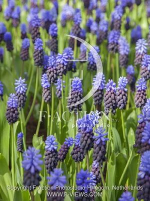 botanic stock photo Muscari