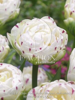 botanic stock photo Tulipa