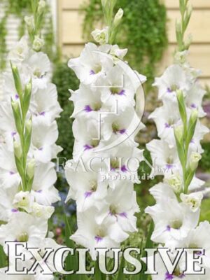 botanic stock photo Gladiolus