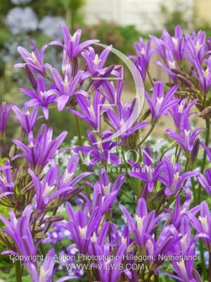 botanic stock photo Brodiaea
