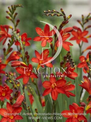 botanic stock photo Crocosmia