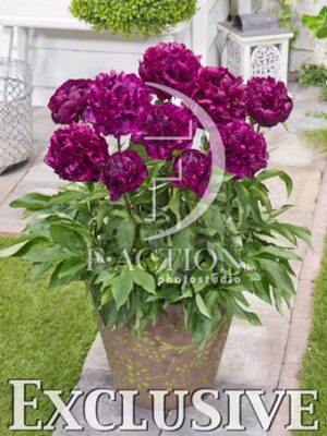 botanic stock photo Paeonia