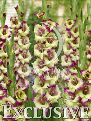 botanic stock photo Gladiolus