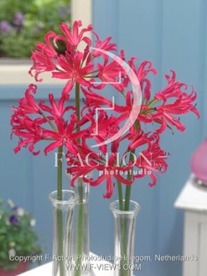 botanic stock photo Nerine