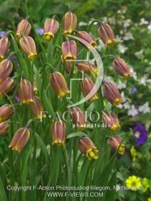 botanic stock photo Fritillaria