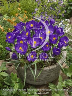 botanic stock photo Crocus