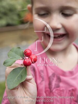botanic stock photo Gaultheria