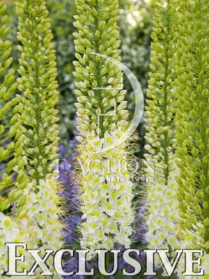 botanic stock photo Eremurus
