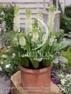 botanic stock photo Eucomis