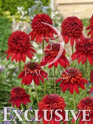 botanic stock photo Echinacea