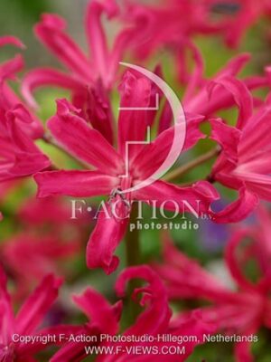 botanic stock photo Nerine