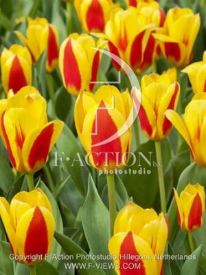 botanic stock photo Tulipa