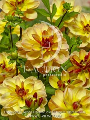 botanic stock photo Dahlia