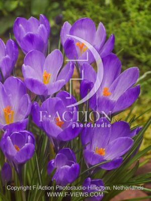 botanic stock photo Crocus