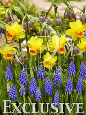 botanic stock photo Spring flowers