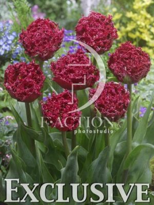 botanic stock photo Tulipa