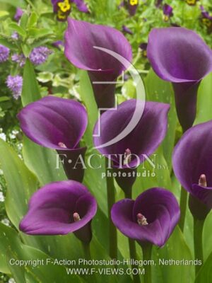 botanic stock photo Zantedeschia