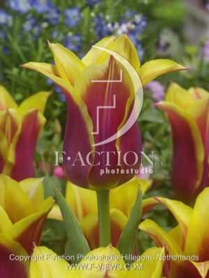 botanic stock photo Tulipa