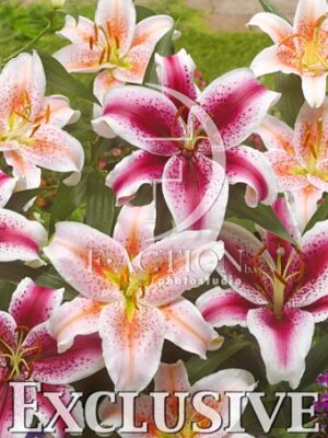 botanic stock photo Lilium