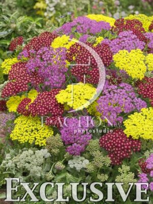 botanic stock photo Achillea
