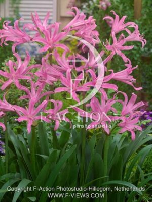 botanic stock photo Amarine