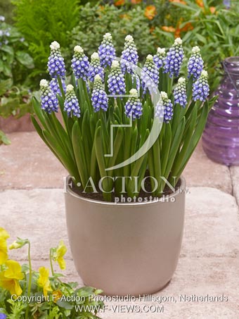 botanic stock photo Muscari