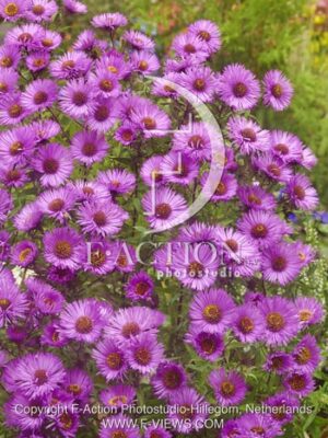 botanic stock photo Aster
