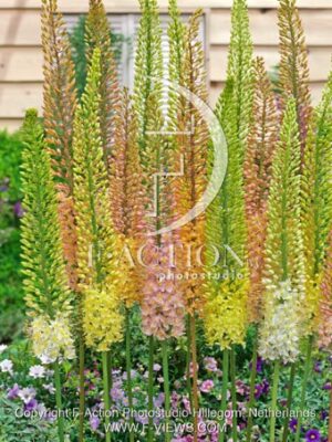 botanic stock photo Eremurus